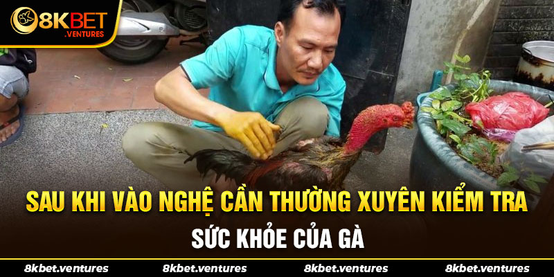 Sau khi vào nghệ cần thường xuyên kiểm tra sức khỏe của gà